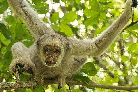 muriqui: a New World monkey of the genus Brachyteles, found in Brazilian forests