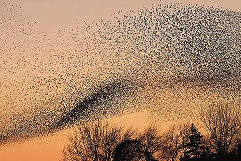 murmuration: an act or instance of murmuring