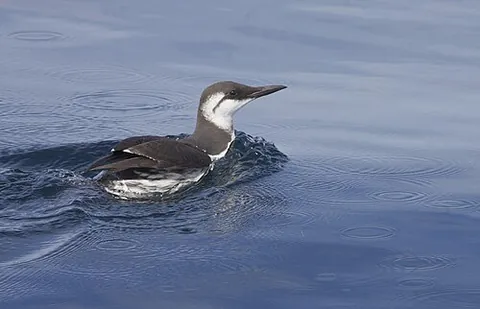 murre: any seabird of the genus Uria in the family Alcidae (the auks)