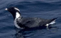 murrelet: any of several species of small seabirds, in the genera Brachyramphus and Synthliboramphus of the...