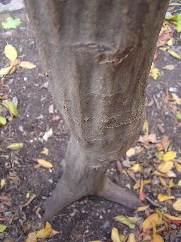 musclewood: carpinus caroliniana, a deciduous tree of eastern North America