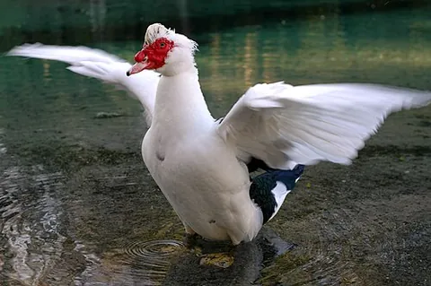muscovy duck: a large duck (Cairina moschata) which is native to Mexico, Central and South America