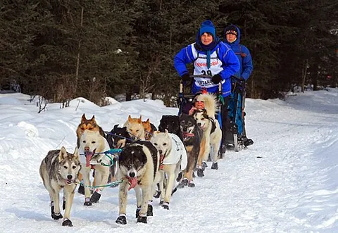 musher: one who drives a dogsled over ice and snow; specifically, one who participates in a dogsled race