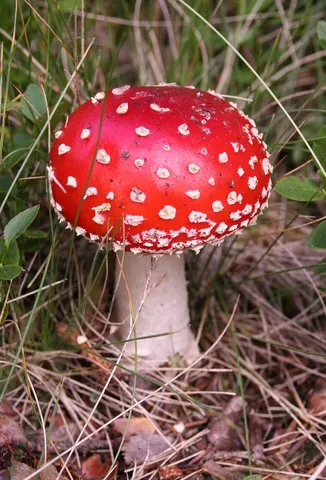 mushroom: any of the fleshy fruiting bodies of fungi typically produced above ground on soil or on their food...