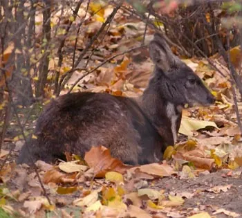 musk deer: a hoofed mammal of the genus Moschus, mostly inhabiting South Asia. The males secrete musk and...