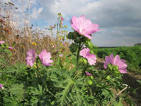 musk mallow: any member of the species Malva moschata, native to temperate Europe