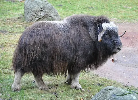 musk ox: an Arctic mammal, Ovibos moschatus of the Caprinae subfamily of the family Bovidae, having a thick...