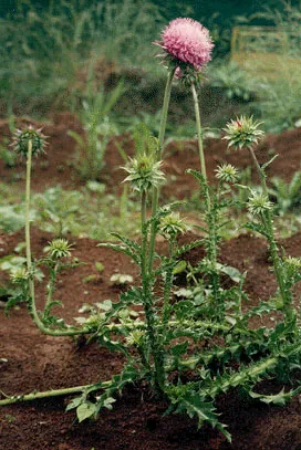 musk thistle: a biennial herb of species Carduus nutans, in the sunflower family Asteraceae with a large drooping...
