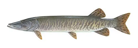 muskellunge: a large freshwater gamefish of the pike family, native to the lakes and rivers of eastern and...