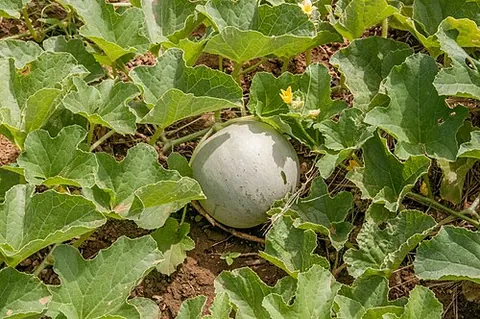 muskmelon: a true melon (Cucumis melo): such a plant or its fruit, especially one with sweet flesh