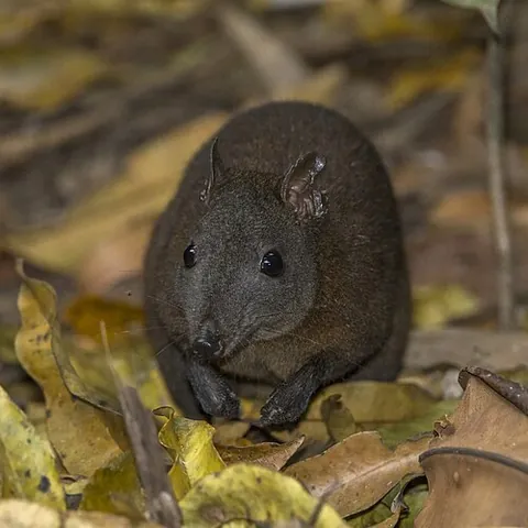 musky rat-kangaroo: a species of small marsupial, Hypsiprymnodon moschatus, of northeast Queensland; Australia's...