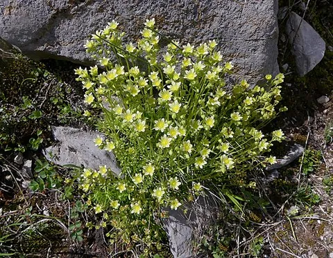 musky saxifrage: a hardy alpine perennial plant of species Saxifraga moschata