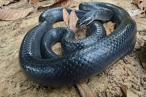 mussurana: any of several snakes, mostly in the genus Clelia