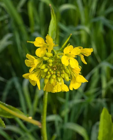 mustard: a plant of certain species of the genus Brassica, or of related genera (especially Sinapis alba, in...