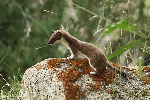 mustelid: any carnivorous mammal of the diverse weasel family Mustelidae, which also includes badgers,...