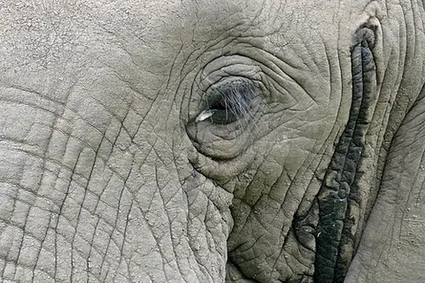 musth: chiefly preceded by in or on: the state each year during which a male animal (usually a camel or an...