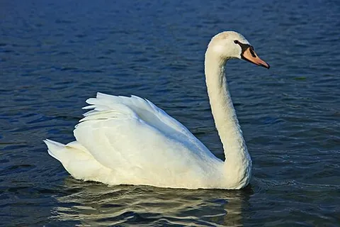 mute swan: a species of white plumaged swan, Cygnus olor, having a distinctive orange bill with a black tip,...
