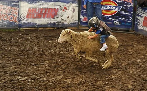 mutton busting: a form of entertainment, akin to bull riding, where young children compete to hold onto the back of...