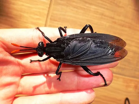 mydas fly: any fly of the family Mydidae, generally large in size