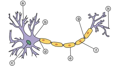 myelin: a white, fatty material, composed of lipids and lipoproteins, that surrounds the axons of nerves