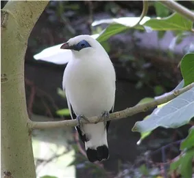 myna: one of the South and East Asian birds of the starling family Sturnidae
