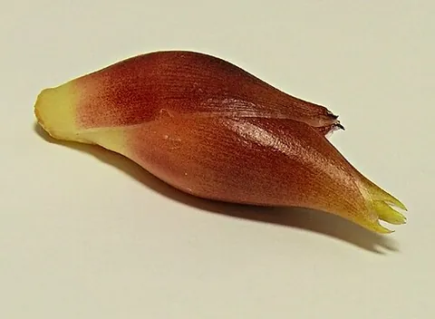myoga: a Japanese type of ginger, Zingiber mioga, of which only the shoots and flower buds are used in...