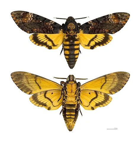 myoglossatan: of or pertaining to the clade Myoglossata, including butterflies and moths