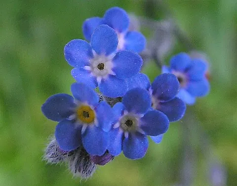 myosote: myosotis
