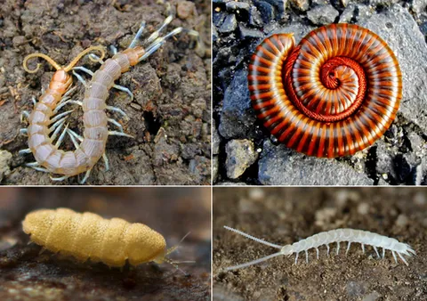 myriapod: any arthropod (such as centipedes and millipedes) of the subphylum Myriapoda