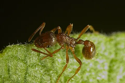 myrmicine: of or pertaining to the ant subfamily Myrmicinae