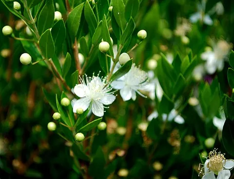 myrtle: an evergreen shrub or small tree of the genus Myrtus, native to southern Europe and north Africa