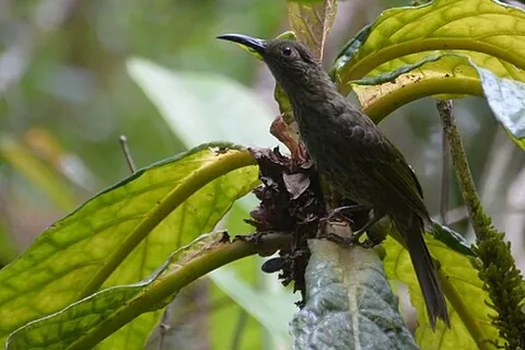 myza: any of the tropical birds in the genus Myza, found in Sulawesi, Indonesia