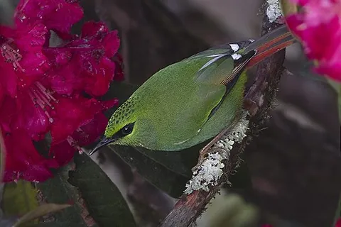 myzornis: a bird of the genus Myzornis