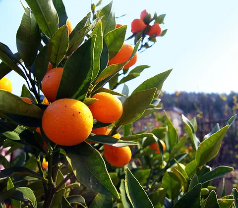 naartjie: citrus reticulata (mandarin, satsuma, tangerine); a soft, loose-skinned tangerine