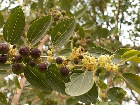 nabk: either of two thorny shrublike trees, of the genus Ziziphus, from North Africa and the Middle East;...