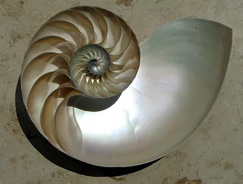 nacre: a shellfish which contains mother-of-pearl