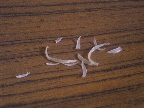 nail clipping: a small piece of a toenail or fingernail that was clipped off