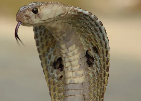 naja: a member of the Naja genus of venomous snakes; cobras