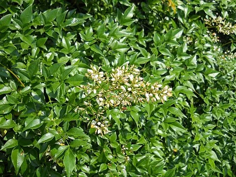 nandina: heavenly bamboo or sacred bamboo, an ornamental plant of species Nandina domestica, sole member of...