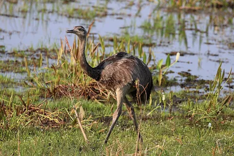 nandu: rhea (large, flightless birds)