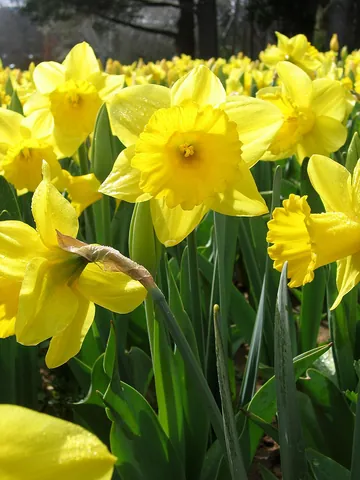 narcissus: any of several bulbous flowering plants, of the genus Narcissus, having white or yellow cup- or...