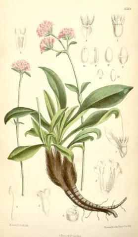 nard: a flowering plant of species Nardostachys jatamansi, in the valerian family, that grows in the...