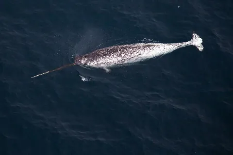 narwhal: an Arctic toothed whale (Monodon monoceros) that grows to about 20 feet (6 meters) long, the male...