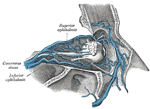 nasofrontal: relating to the nose and the forehead