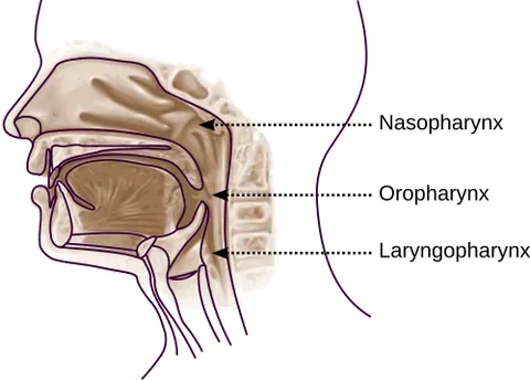 nasopharynx: the nasal part of the pharynx, lying behind the nose and above the level of the soft palate