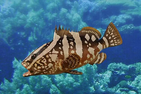 nassau grouper: epinephelus striatus, a perciform fish