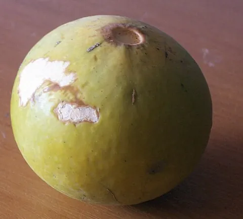 natal orange: strychnos spinosa, a tree indigenous to sub-Saharan Africa, producing sweet and sour yellow fruits