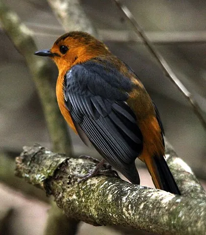 natal robin: red-capped robin-chat (Cossypha natalensis)