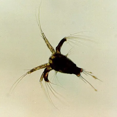 nauplius: a crustacean larva that has three pairs of locomotive organs (corresponding to antennules,...