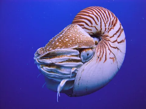 nautilus: a marine mollusc, of the family Nautilidae native to the Pacific Ocean and Indian Ocean, which has...